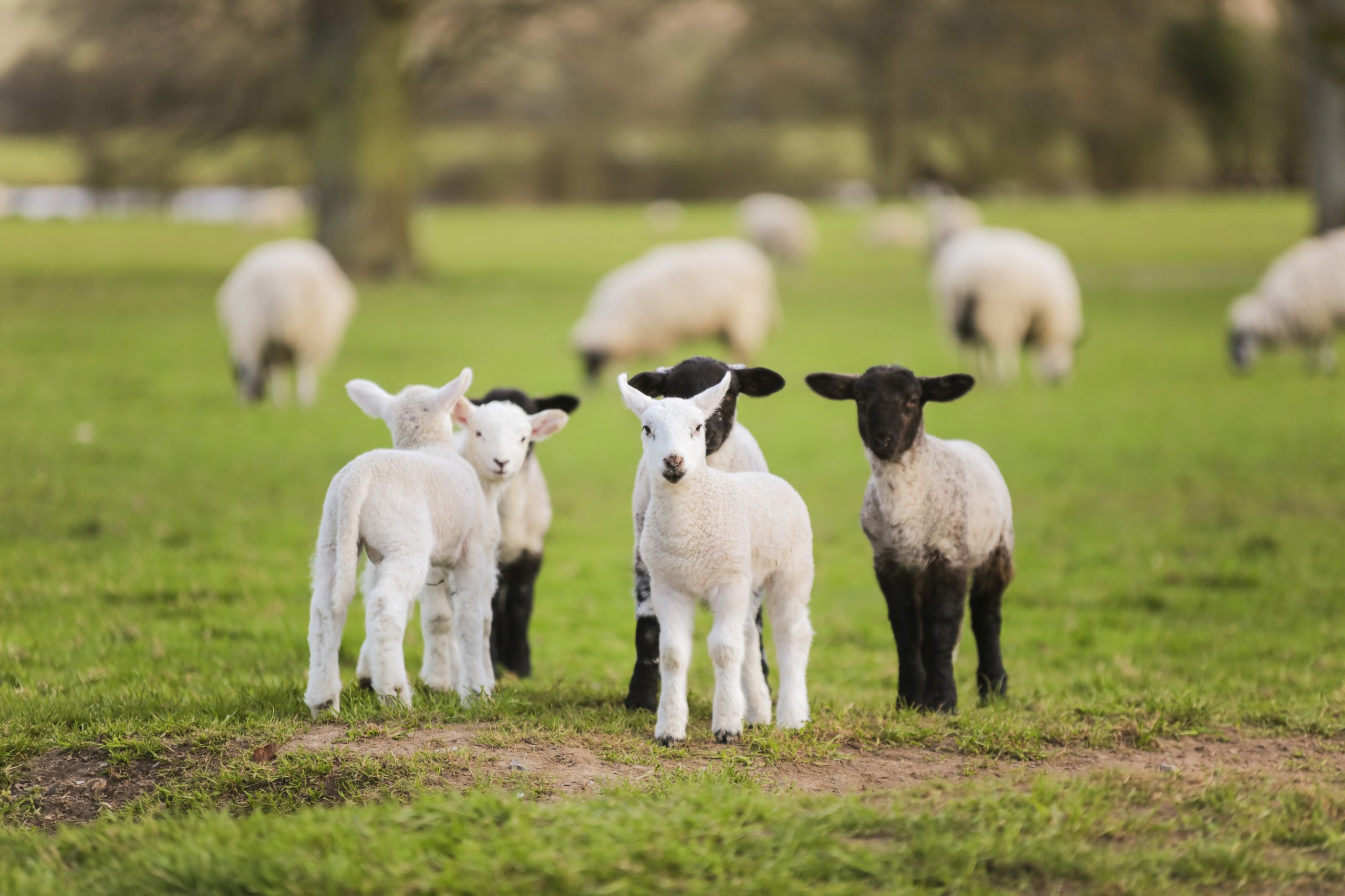 Owens Farm Solutions Lambs in field